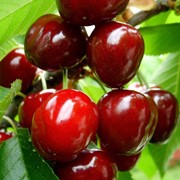 Черешня. Купить саженец черешни, Саженцы черешни фото