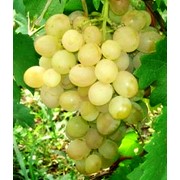 Саженцы винограда Антоний Великий (Б.хР.д.) оптом фотография