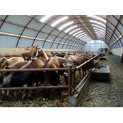 Коровники телятники здания сельскохозяйственного назначения арочного типа фото