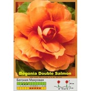 Бегония Махровая лососевая фото