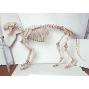 Скелеты животных и человека фотография