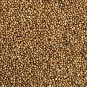 Семена кориандра посевного фотография