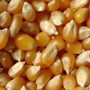 Попкорн, воздушная кукуруза сорт Бабочка фото