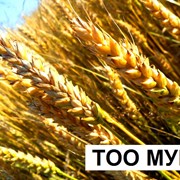 Пшеница в Казахстане фотография