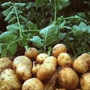 Картофель в Кремечуге, опт от 1 тонны фото