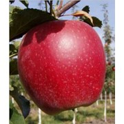 Саженцы яблони Ревена фото