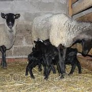 Романовская порода овец - гордость отечественного овцеводства. фотография