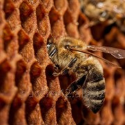 Пчелопакеты с пчёлами Карпатка Карника на 2021 год фото