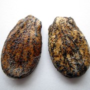 Семена арбуза товарного фото