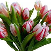 004_Белые тюльпаны с красными полосочками