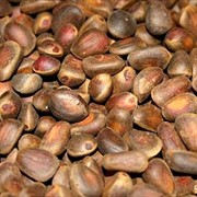 Орех кедровый в скорлупе фото