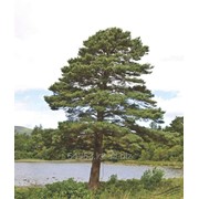Сосна обыкновенная Pinus sylvestris, h см 20-30 фото