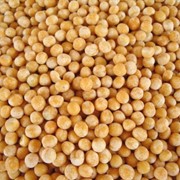 Горох круглый фото