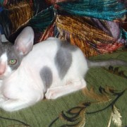 Малыши кудрявой кошки Корниш рекс из питомника в Краснодаре. фото