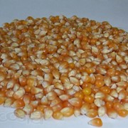 Протеин Таврия реализует высококачественную кукурузу