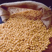 Соя бобовые культуры кукуруза продам в полтавской области. фото
