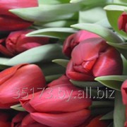 Тюльпан, различные сорта