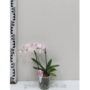 Цветок Орхидея Midi
