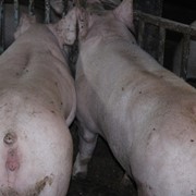Свиньи 110-130 кг (беконные породы) фото