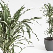 Драцена Фрагранс (Dracaena Fragrans White Stripe) фотография