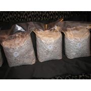 Мицелий грибной (вешенки) нк-18 и нк-35 фото