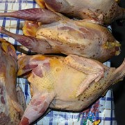 Мясо фазана Горский питомник Луганская область фотография
