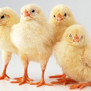Цыплята-бройлеры фотография