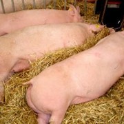 Свиньи мясных пород, племенные, купить, Киев, Шпитьки, Украина, оптом, под заказ, от производителя фото