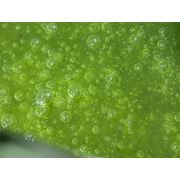 Chlorela in Romania compania Agromodvita SRL promoveaza suspensie de alge ca aditiv pentru animale фото