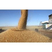 Экспорт зерновых в Молдове фото