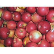 Яблоки экспорт из Молдовы фото