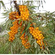 Hippophae rhamnoides Облепиха крушиновидная (Облепиха обыкновенная) фотография