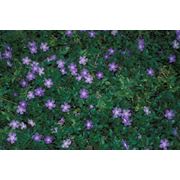 Vinca major Барвинок большой