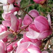 Magnolia soulangeana “Rustica Rubra“ Магнолия суланжа “Рустика Рубра“ фотография