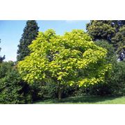 Catalpa bignonioides “Aurea“ Катальпа бигнониевидная “Ауреа“ фото