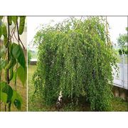Betula pendula “Youngii“ Береза повислая “Юнги“ фотография