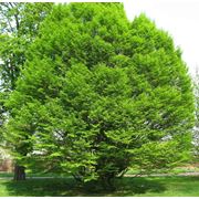 Carpinus betulus “Fastigiata“ Граб обыкновенный “Фастигиата“ фотография