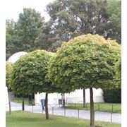 Acer platanoides “Globosum“ Клен остролистный “Глобозум“ фото