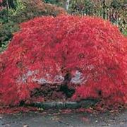 Acer palmatum “Bloodgood“ Клен веерный “Бладгуд“ фотография