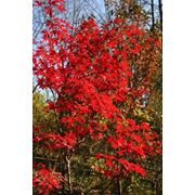 Acer palmatum “Fireglow“ Клен веерный “Файаглоу“ фото