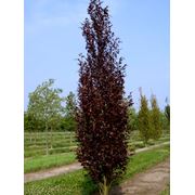 Fagus silvatica “Dawyck Purple“ Бук лесной “Дэвик Рерпл“ фото