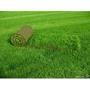 Травы газонные рулонные фотография