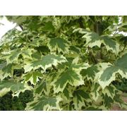 Acer platanoides “Drummondii“ Клен остролистный “Друммонди“ фото