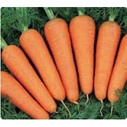 Семена моркови фотография
