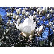 Magnolia denudata Магнолия Денудата фотография