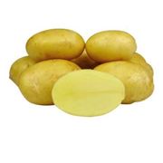 Картофель семенной фотография