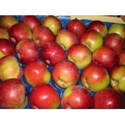 Яблоки на экспорт в Молдове фотография