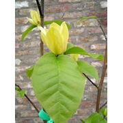 Magnolia x brooklynensis “Yellow Bird“ Магнолия бруклинская Йеллоу Берд фотография