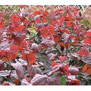 Corylus avellana “Red Majestic“ Лещина обыкновенная “Ред Маджестик“ фотография