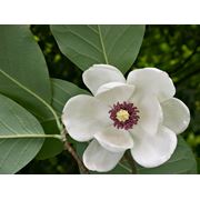 Magnolia Sieboldii Магнолия летняя фотография